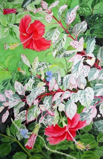 hibiscus
